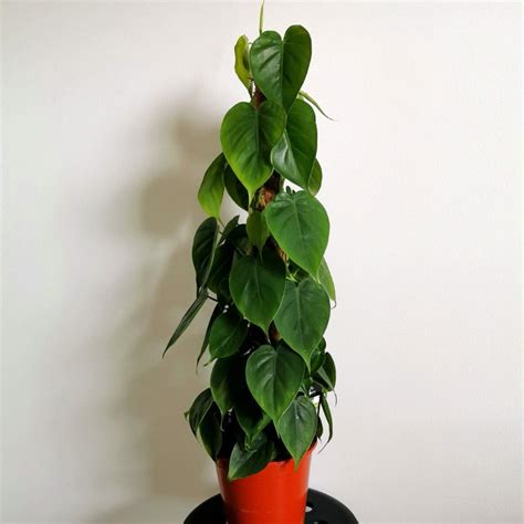 philodendron selloum moss pole